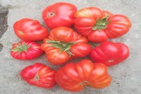 Pomodori da scasso